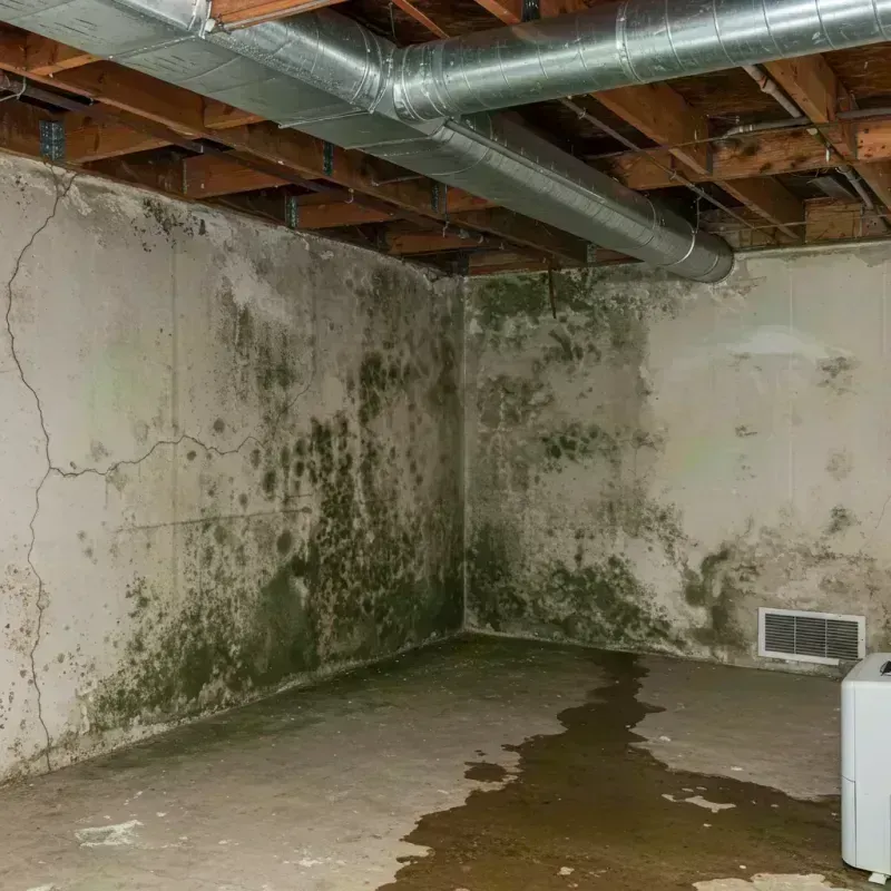 Professional Mold Removal in Lake Barrington, IL